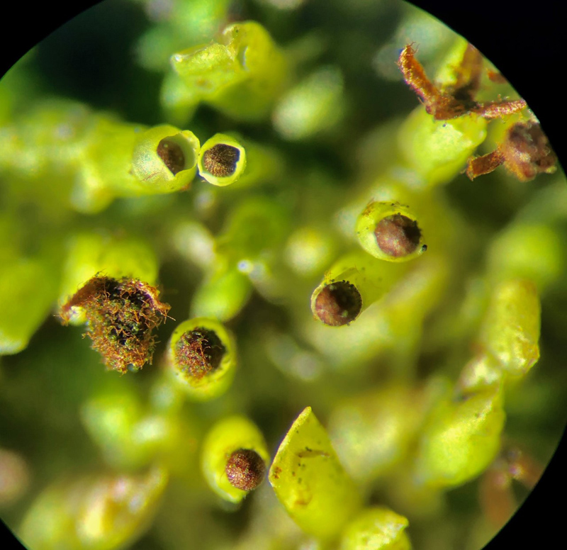 Radula complanata